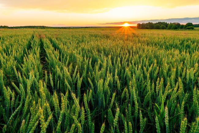 A green wheat field landscape photo at sunset