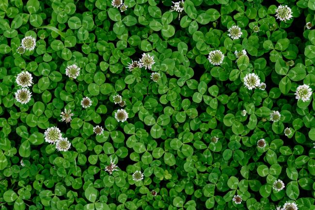 Overview photo of white clover