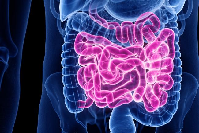 Digital illustration of the human intestinal tract 