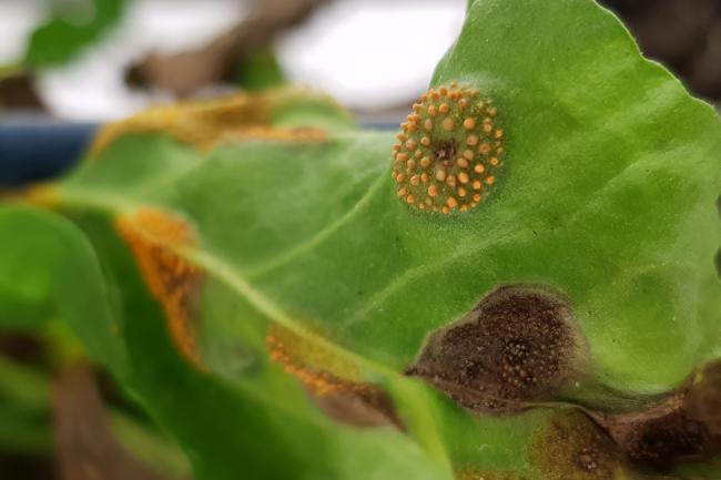 Rust appearing on beet leaves