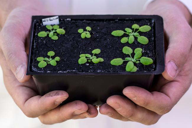 Person holds a tray of arabidopsis seeds in their hands