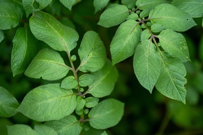 Macro photograph of young green potato leaves