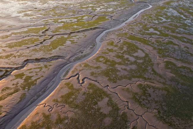 Salt marshes at low tide exposing mud flats and streams