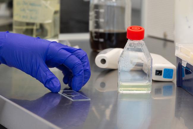 Hand in a blue safety glove holding a microscope slide with a sample bottle of pond water beside it on the lab bench