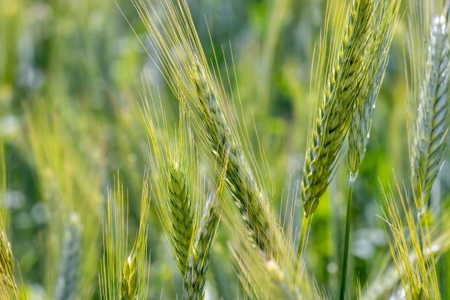 Macro photo of heads of green unripe wheat