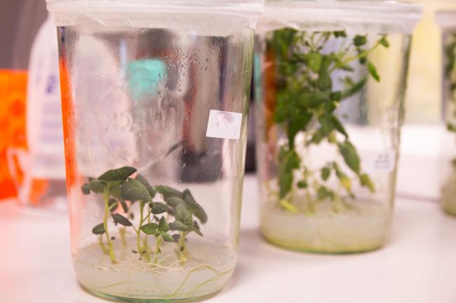 Potato plantlets growing in a medium in a glass jar
