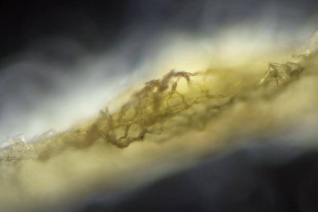 Microscopy image of root hosting soil fungi