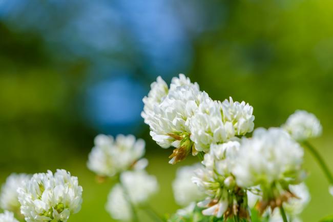White clover flower photographed in the sun with a blurred green background