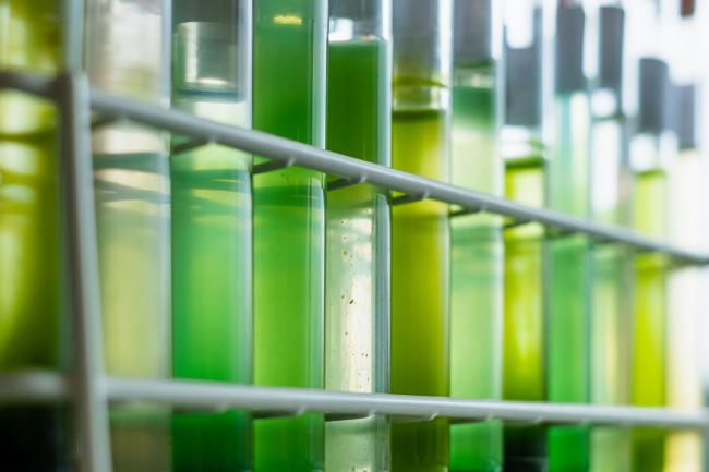 A rack of test tubes with green water samples in