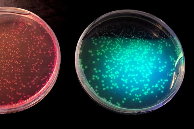 Two plates of fluorescent bacteria