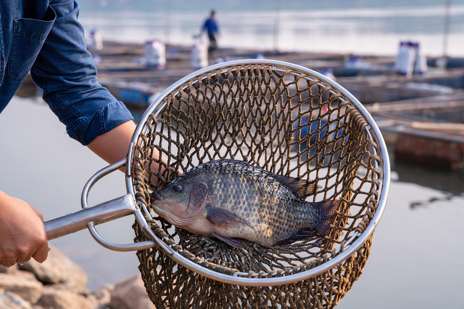 Improving aquaculture with genomics resources for breeders