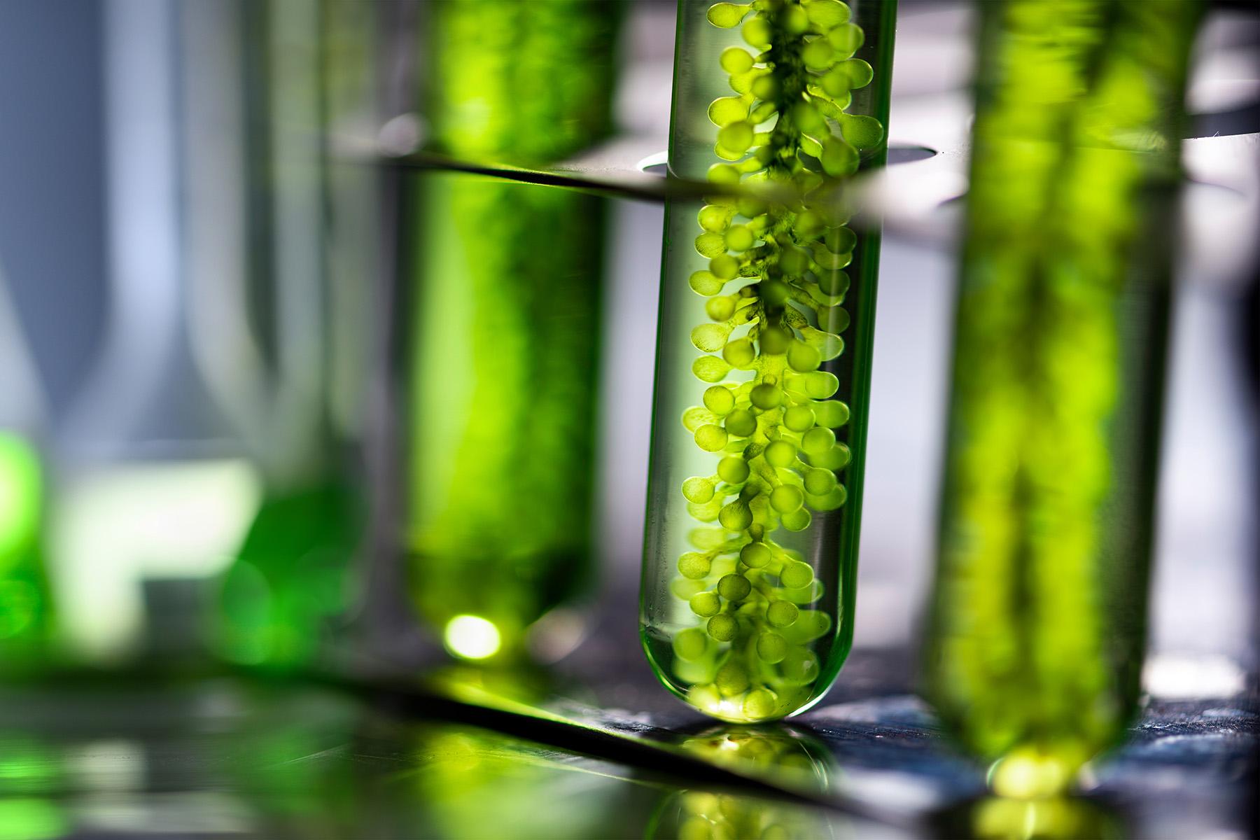 Close up of algae in a photo bioreactor