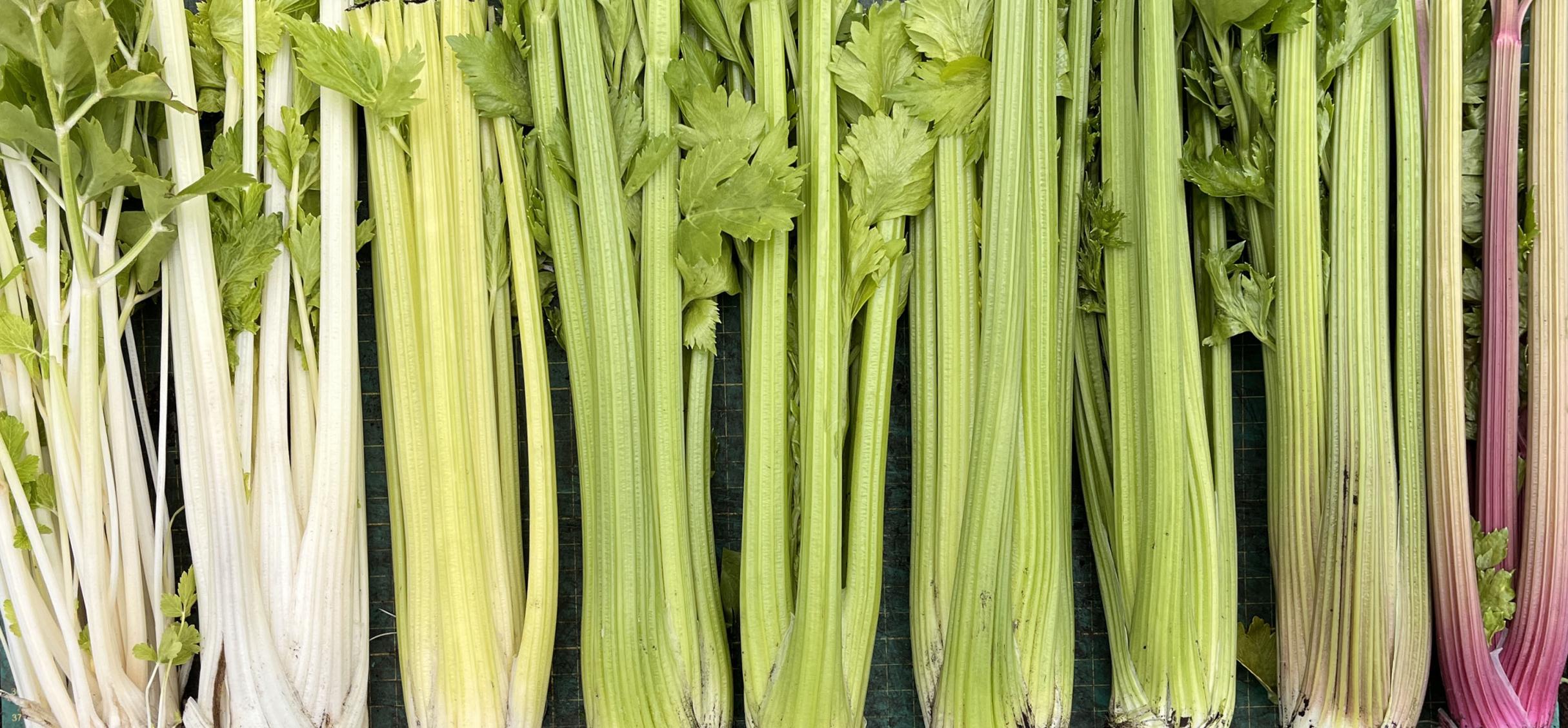 Different varieties of celery laid out showing multiple colour variations from white, through to green, and then pink