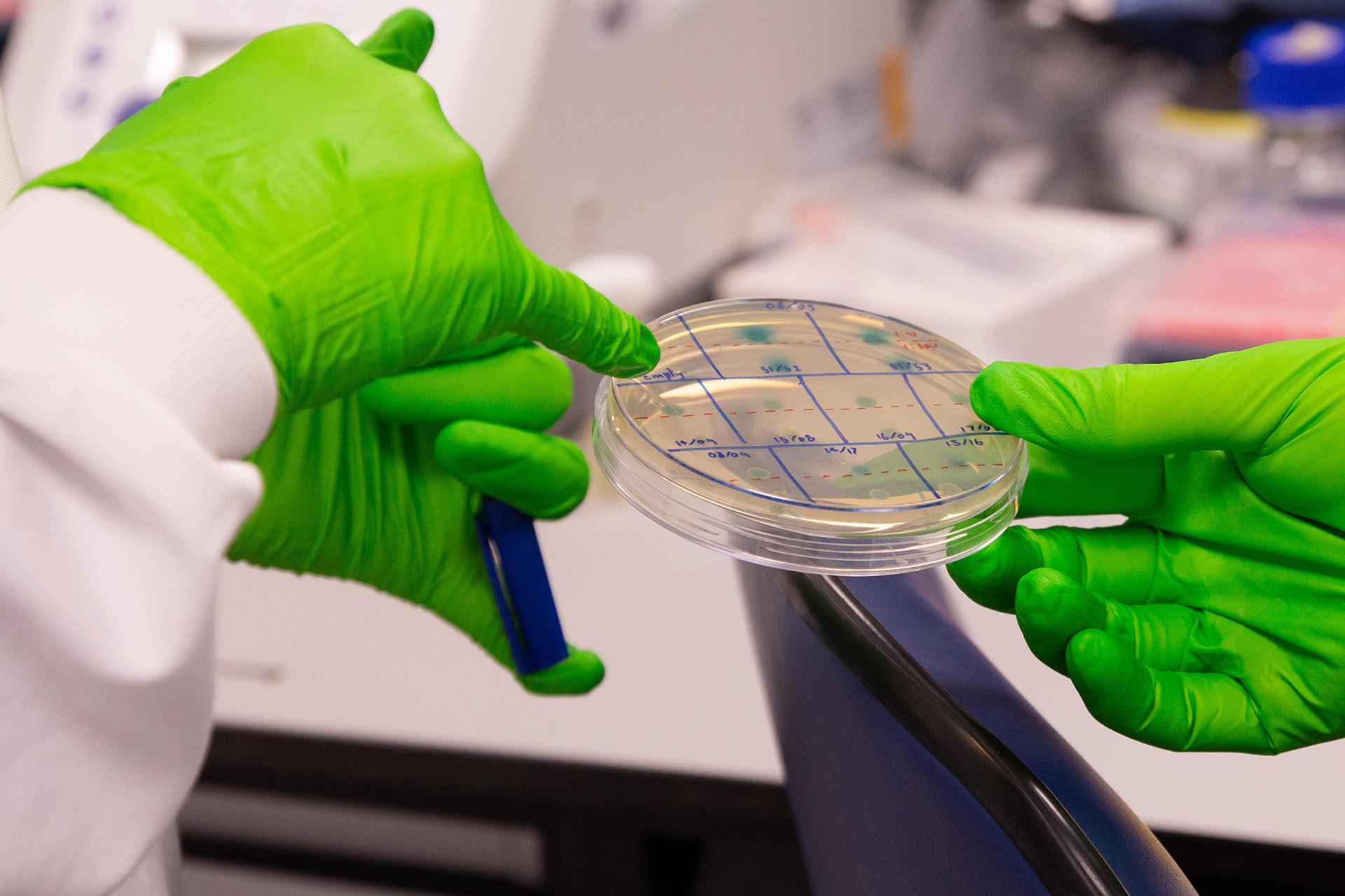 Scientists wearing green safety gloves hold an agar plate