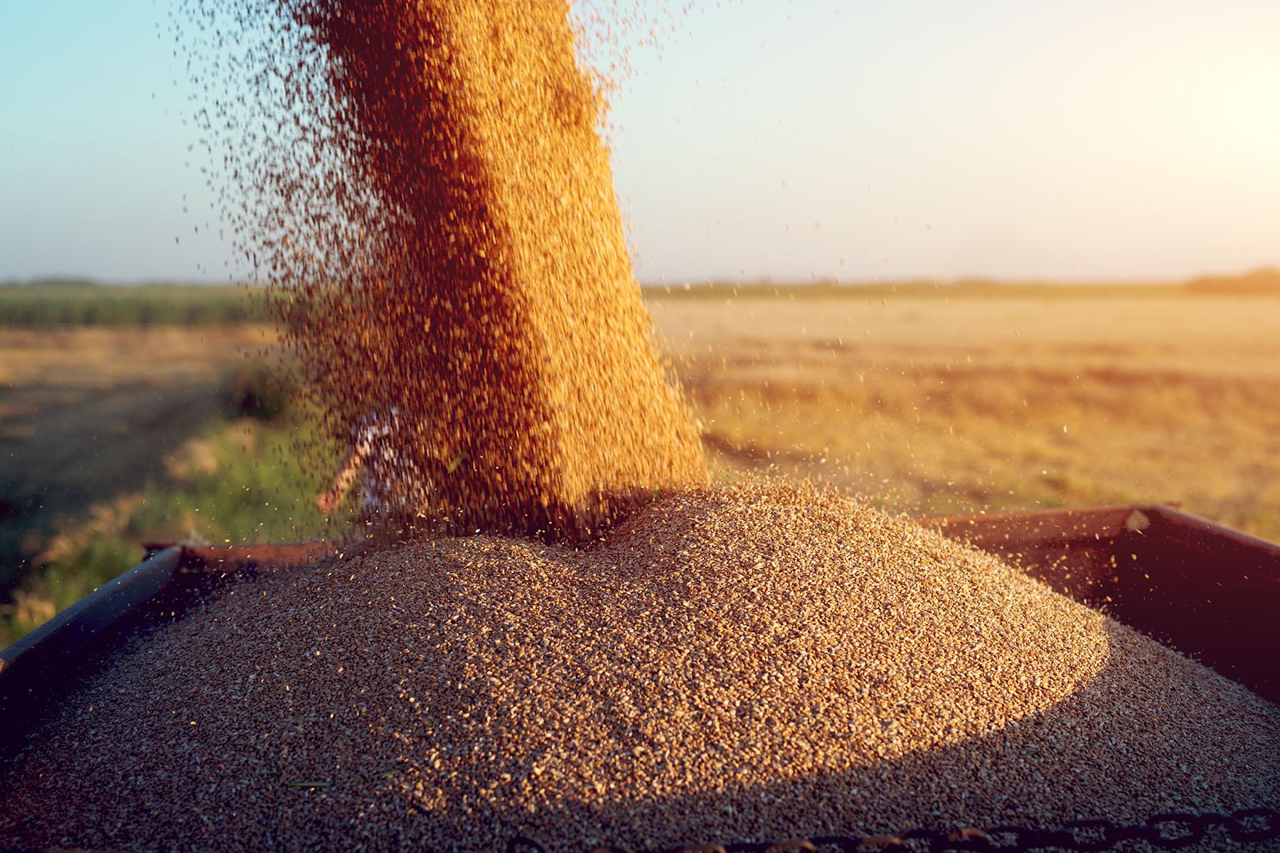 Wheat Harvesting