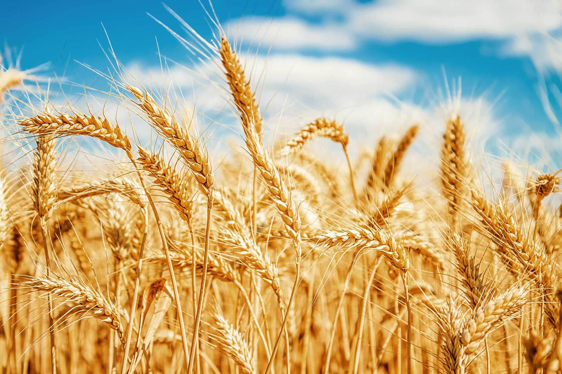 Wheat pan genome hero