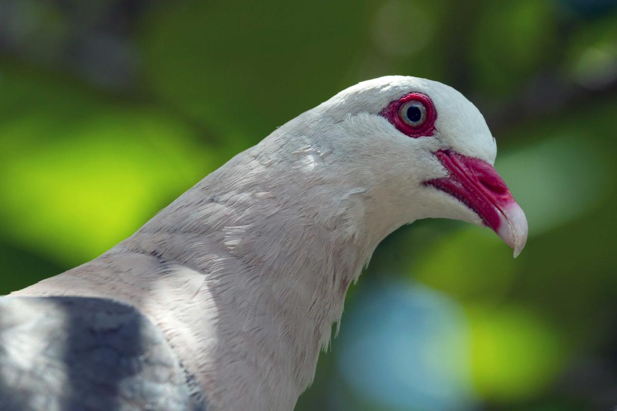 The Pink Pigeon: on and off the brink of extinction